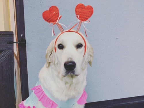 Dog 3