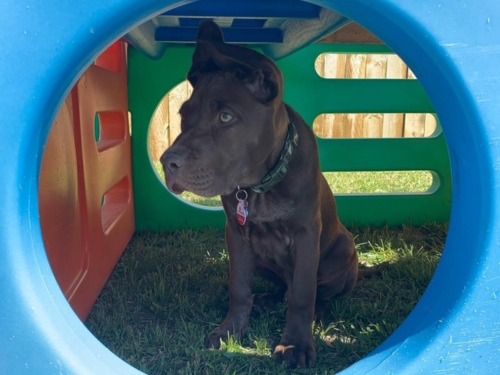Dog 4