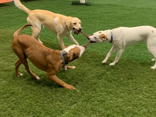 Dog 5